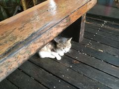 -普陀山慧济禅寺