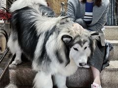 -more than meow吴止猫主题餐厅(承德 中船汇店)