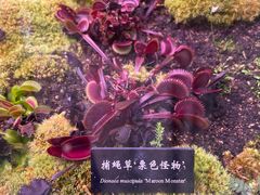-中国科学院西双版纳热带植物园