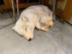 -more than meow吴止猫主题餐厅(承德 中船汇店)