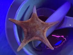 -千岛蚝高压锅生蚝·人参火锅(白云万达店)