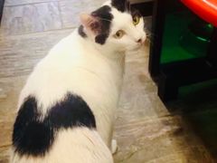 -猫咪博物馆(顶澳仔猫街店)