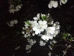 -武汉大学-樱园