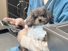 -瑞派伍一宠物医院·眼科·骨科·猫科转诊中心(马王堆院)