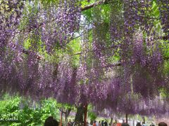 -嘉定紫藤园