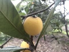 -塘栖枇杷特色园区