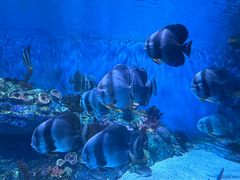 -海合安成都极地海洋公园