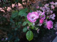 -西安长征华美达酒店