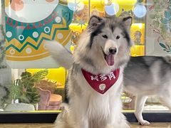 -Husky Go! 哈士奇体验馆·宠物咖啡厅狗咖
