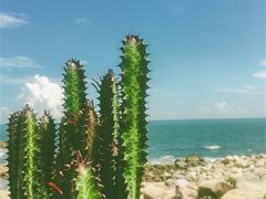 -广东惠东海龟国家级自然保护区