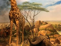 -陕西自然博物馆