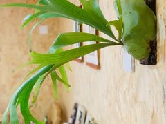 -Rabbit Cafe私房西餐甜点咖啡(栖霞路店)