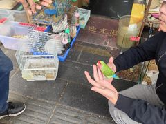 -溪岸路花鸟市场