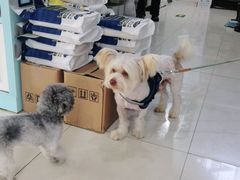 -翊宠yipet猫狗购宠庄园犬舍•猫舍