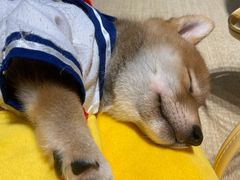 -逗柴咖啡屋·狗咖猫咖宠物桌游