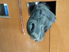 -重庆和泰马术俱乐部