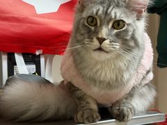 -艾吉宠物医院·疑难杂症转诊中心·猫友好(碧江路院)
