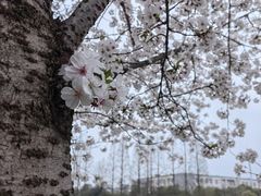 -高东镇樱花园
