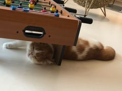 -飞行喵MR PILOT|猫舍·猫咖(静安大融城店)