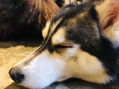 -more than meow吴止猫主题餐厅(承德 中船汇店)