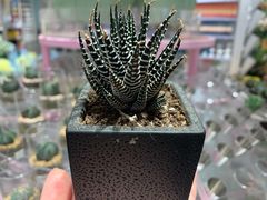 -KKV(深圳宏发大仟里店)