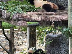 -卧龙中华大熊猫苑神树坪基地