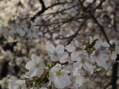 -武汉大学-樱园