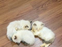 -楼上猫咖(罗湖店)