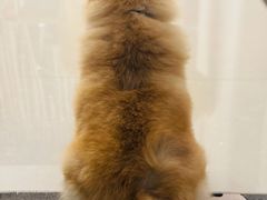 -宠物之家Pets Home 宠物寄养酒店