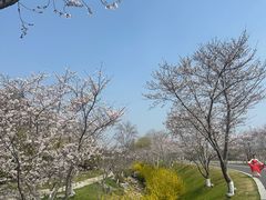 -羊山湖公园