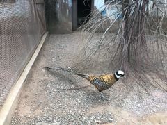 -青藏高原野生动物园