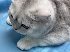 -纳吉亚猫专科动物诊疗中心(蒋宅口分院)