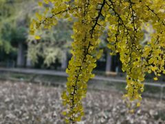 -四川大学(华西校区)