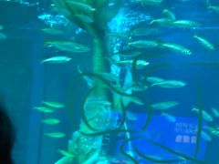 -海合安成都极地海洋公园