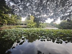 -荔湾湖公园