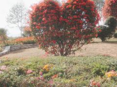 -东莞植物园