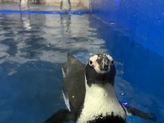 -太平洋海底世界