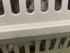 -芭比堂动物医院·24小时·眼科中心(深圳中心)