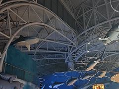 -烟台海昌鲸鲨海洋公园