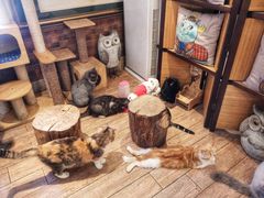 -more than meow吴止猫主题餐厅(承德 中船汇店)