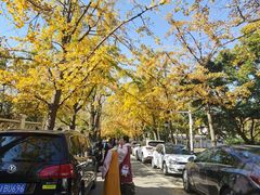-八大关景区
