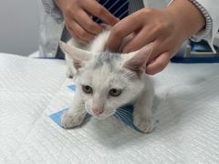 -博特宠物医院24h犬猫全科.骨科·异宠