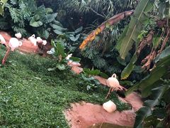 -海南热带野生动植物园