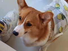 -怪兽屋·羊驼·猫咖·狗咖(俊华广场店)