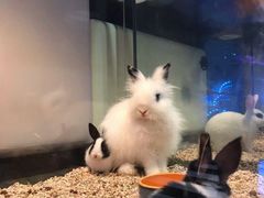 -布鲁豪斯亲子欢乐家庭餐厅