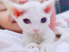 -十年猫舍·猫咪专门店(普陀店)