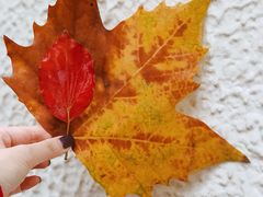 -Fridi Patisserie Cafe