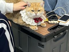 -Heymao猫咖.咖啡厅(东门店)