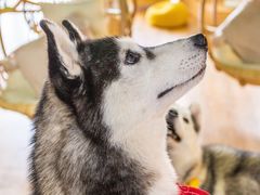 -Husky Go! 哈士奇体验馆·宠物咖啡厅狗咖