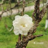 森林公园二刷
